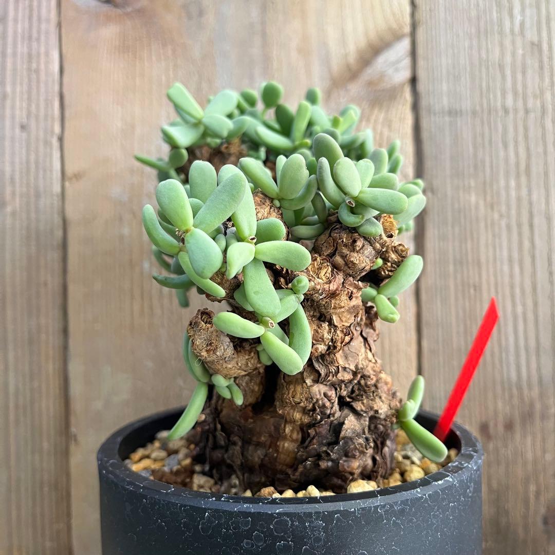 H ケラリアピグマエア 現地球 発根済み 鬼太激重塊根