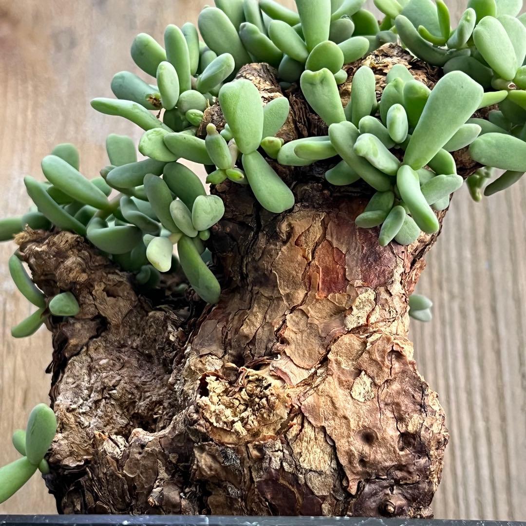 H ケラリアピグマエア 現地球 発根済み 鬼太激重塊根