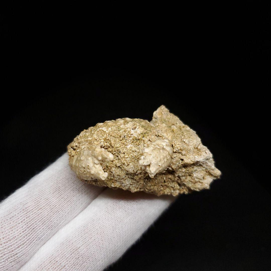 美品 カニ 歯 本物  化石 恐竜 産 42.87mm fcr1