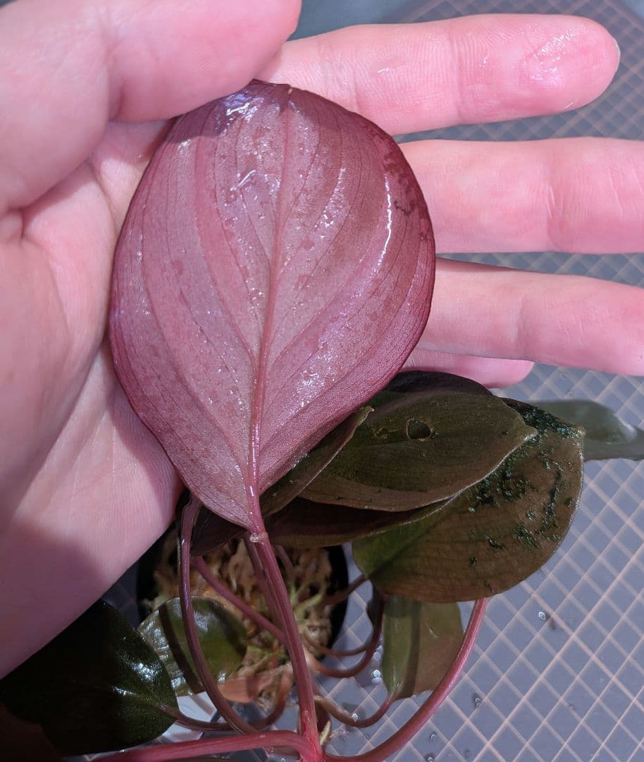 Homalomena sp.Laputa from Batang 正規タグ付き