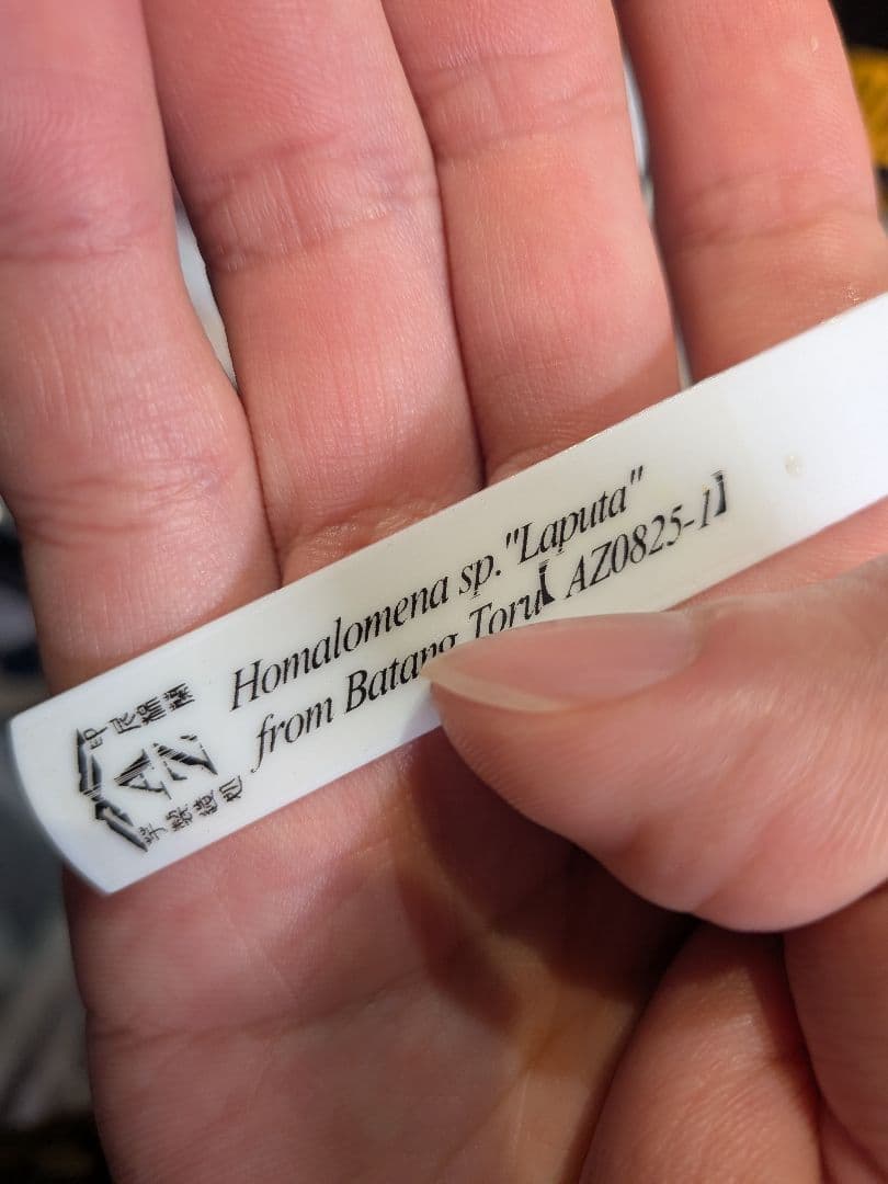 Homalomena sp.Laputa from Batang 正規タグ付き