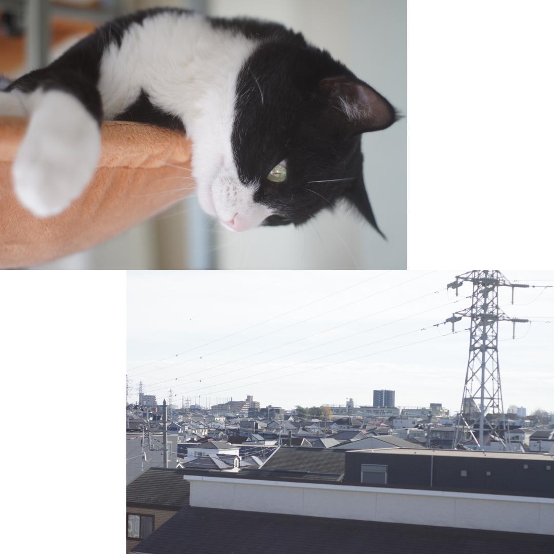 整備済 Olympus OM-2 Black 50mm F1.8 露出計OK