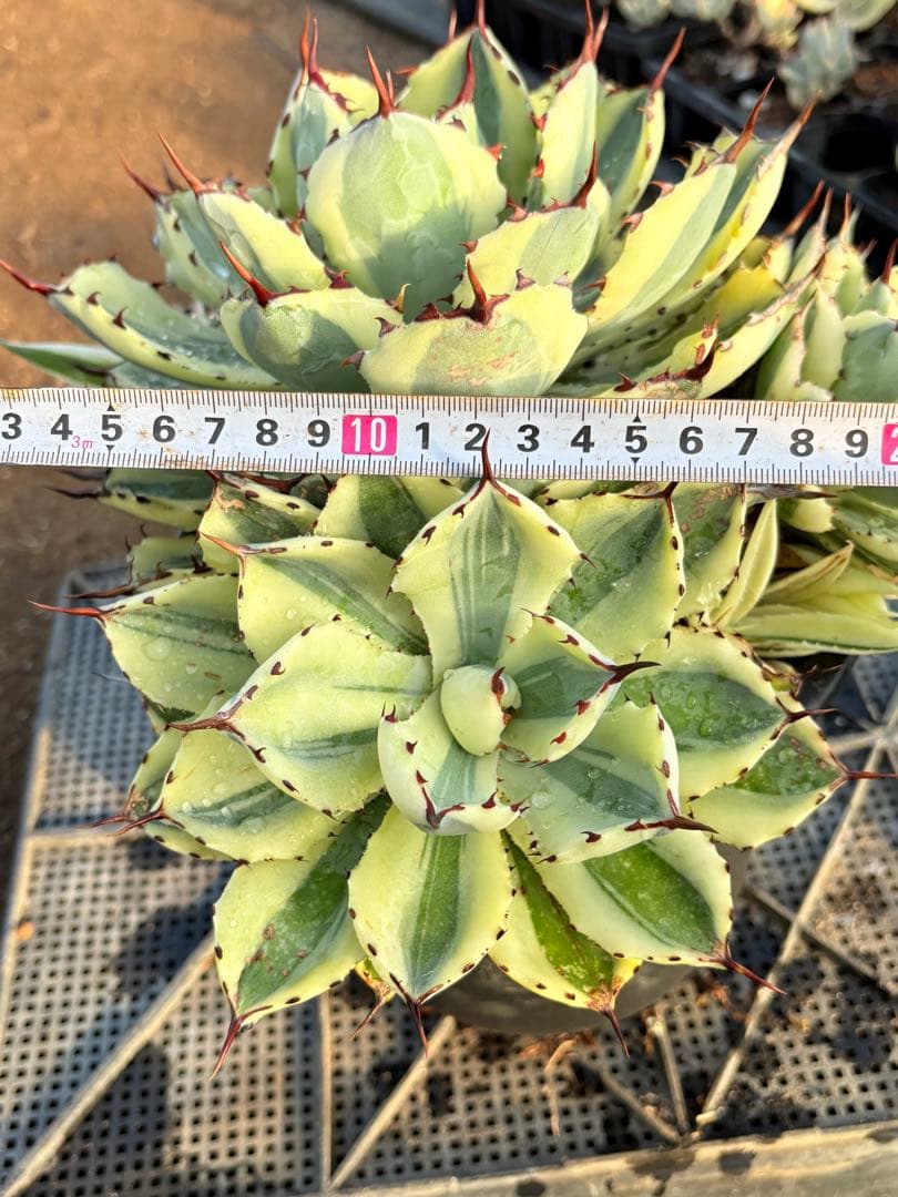 アガベ　スーパークラウン　5子株付き