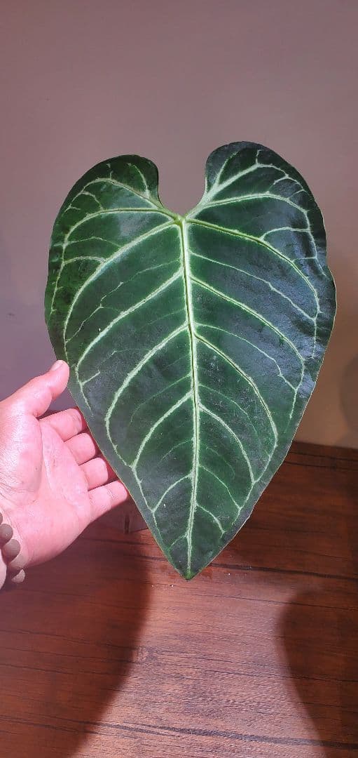 【極美株】アンスリウム・レガレ（Anthurium regale）特大リーフ