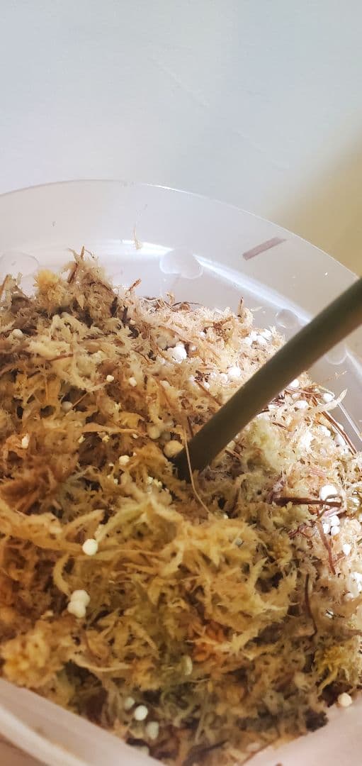 【極美株】アンスリウム・レガレ（Anthurium regale）特大リーフ