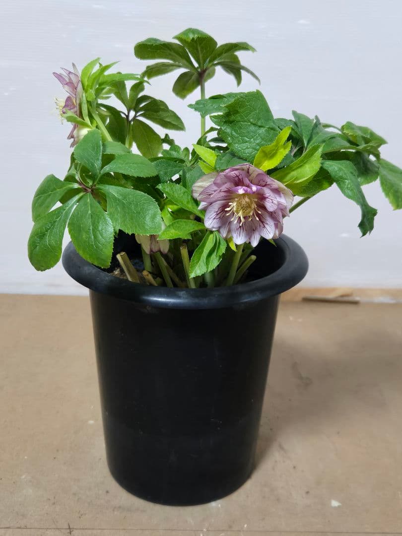 ☆クリスマスローズ☆ダブル　ゴールド☆6号鉢☆