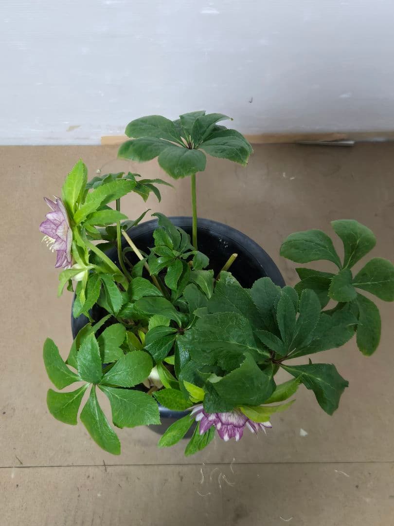 ☆クリスマスローズ☆ダブル　ゴールド☆6号鉢☆