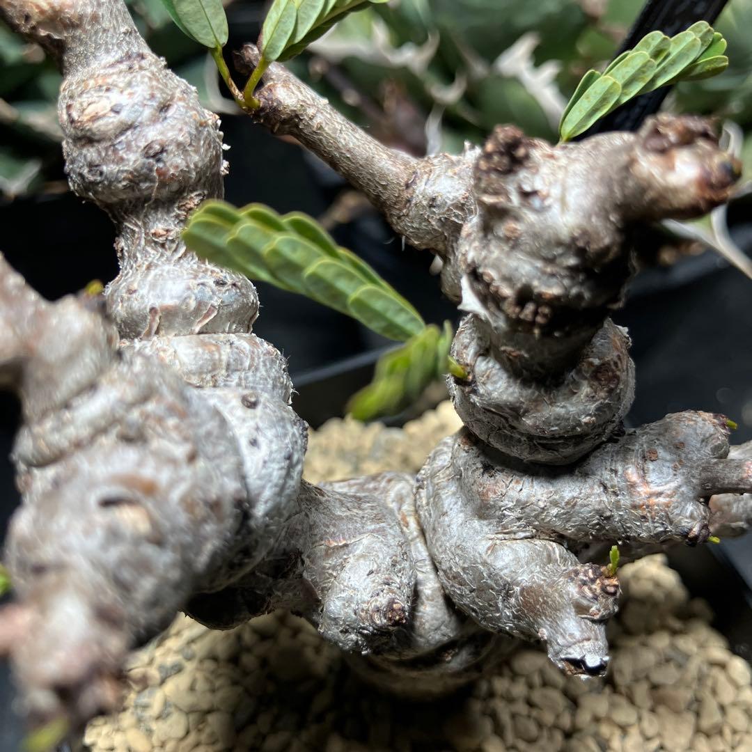 【実生】 センナ メリディオナリス 鉢ごと発送 ネームタグ付き