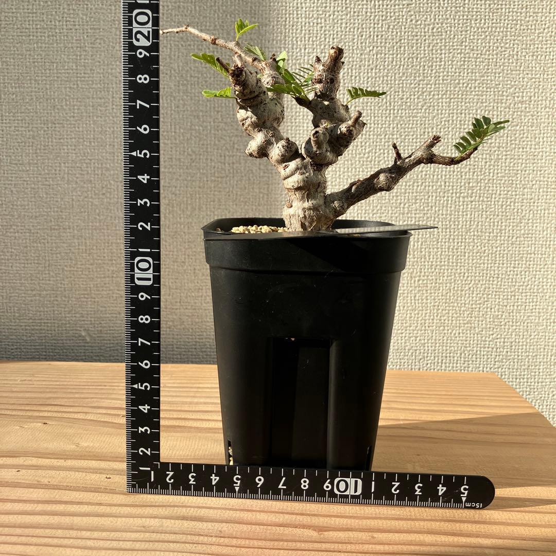 【実生】 センナ メリディオナリス 鉢ごと発送 ネームタグ付き