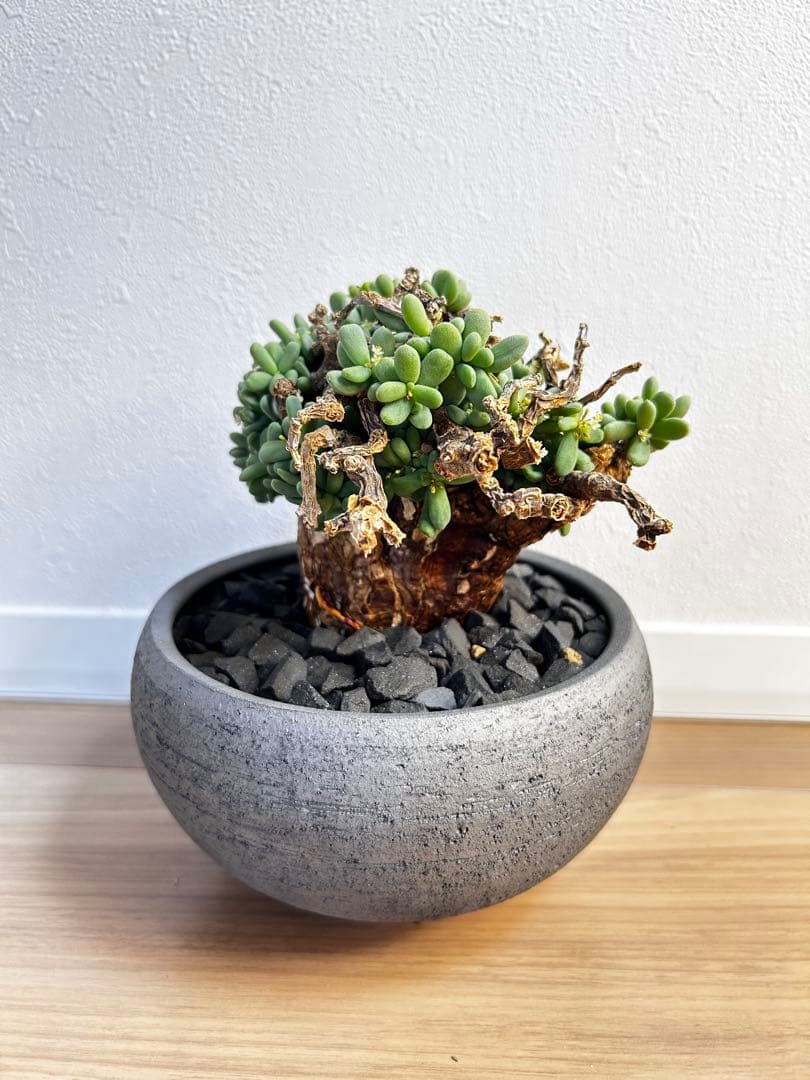 【大株】ケラリア ピグマエア　雄株