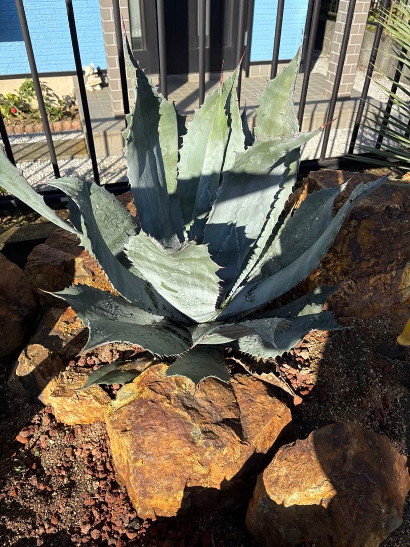 大型　アガベ　コロラータ