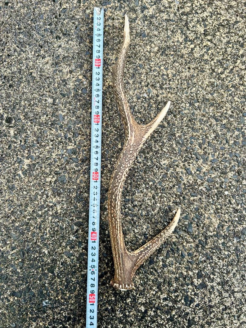 鹿の角 14本(1本ごとの長さあり)まとめ