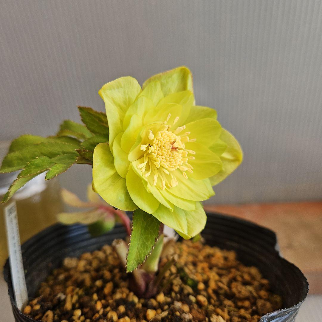 おぎっちょ様ご購入苗㉖-422クリスマスローズ