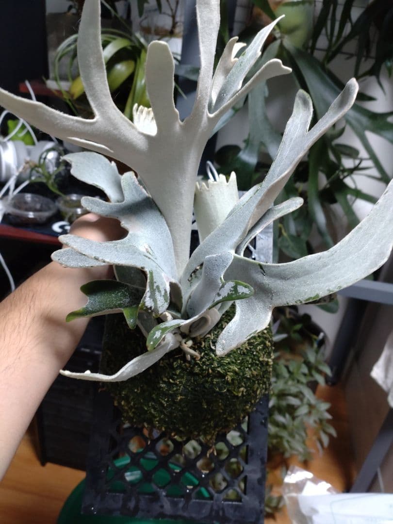 ビカクシダ　ペドロ　willnckii cv.Pedro　oc