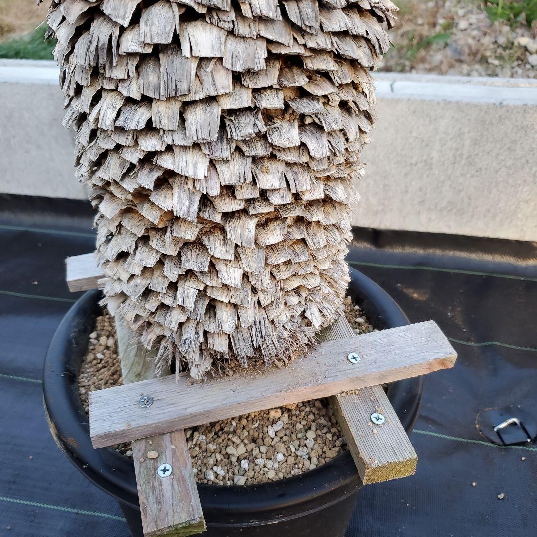 ユッカ　マルデヌベス　verロスト⑤