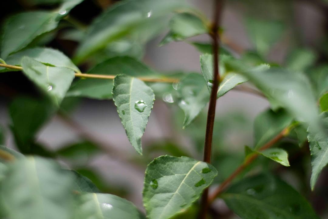 【美品】Canon New FD 50mm f/1.4 オールドレンズ