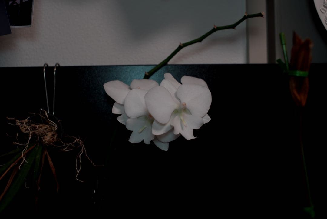 Asahi Pentax SMC Takumar 35mm F2 銘玉作例あり