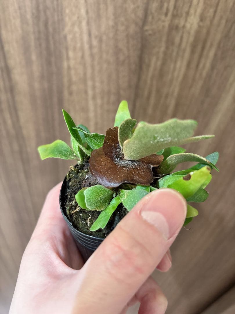 willinckii OMG spore ドワーフ　dwarf ビカクシダ