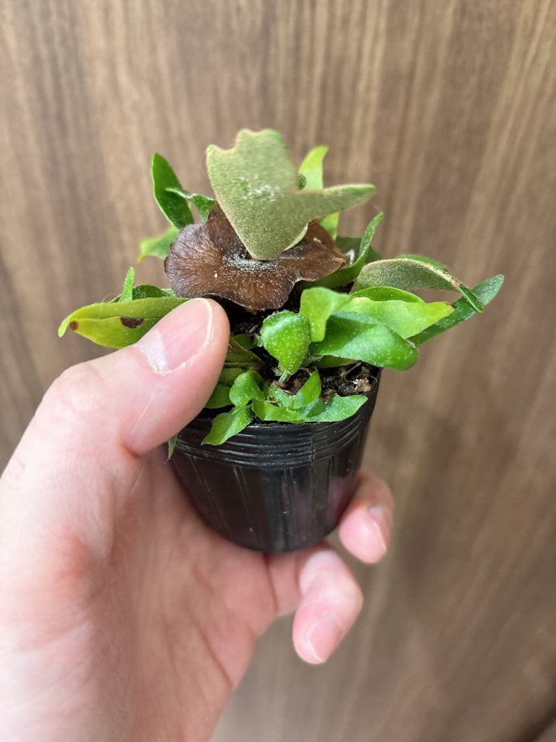 willinckii OMG spore ドワーフ　dwarf ビカクシダ