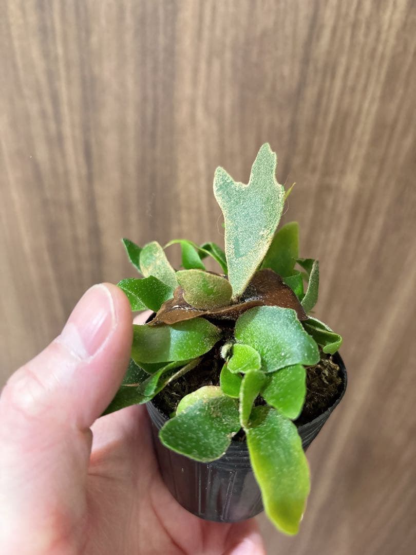 willinckii OMG spore ドワーフ　dwarf ビカクシダ