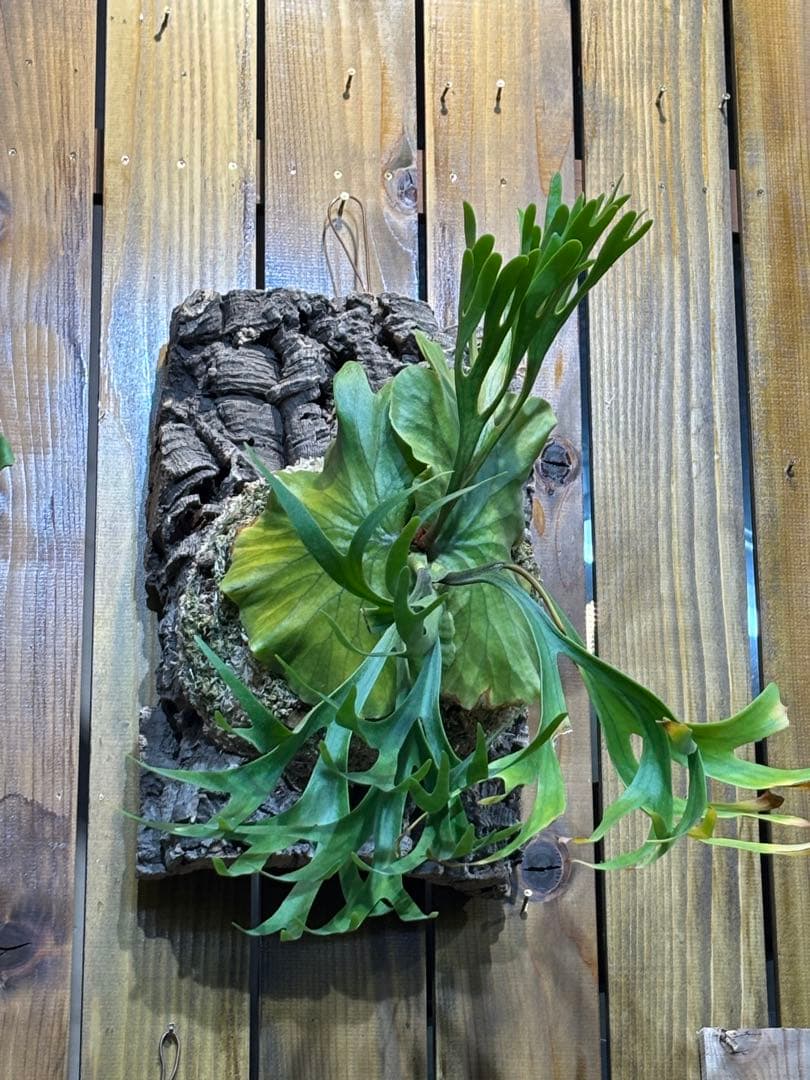 [現品•美株] 細葉Mt.Kitshakoodキッチャクード 国内管理　リドレイ