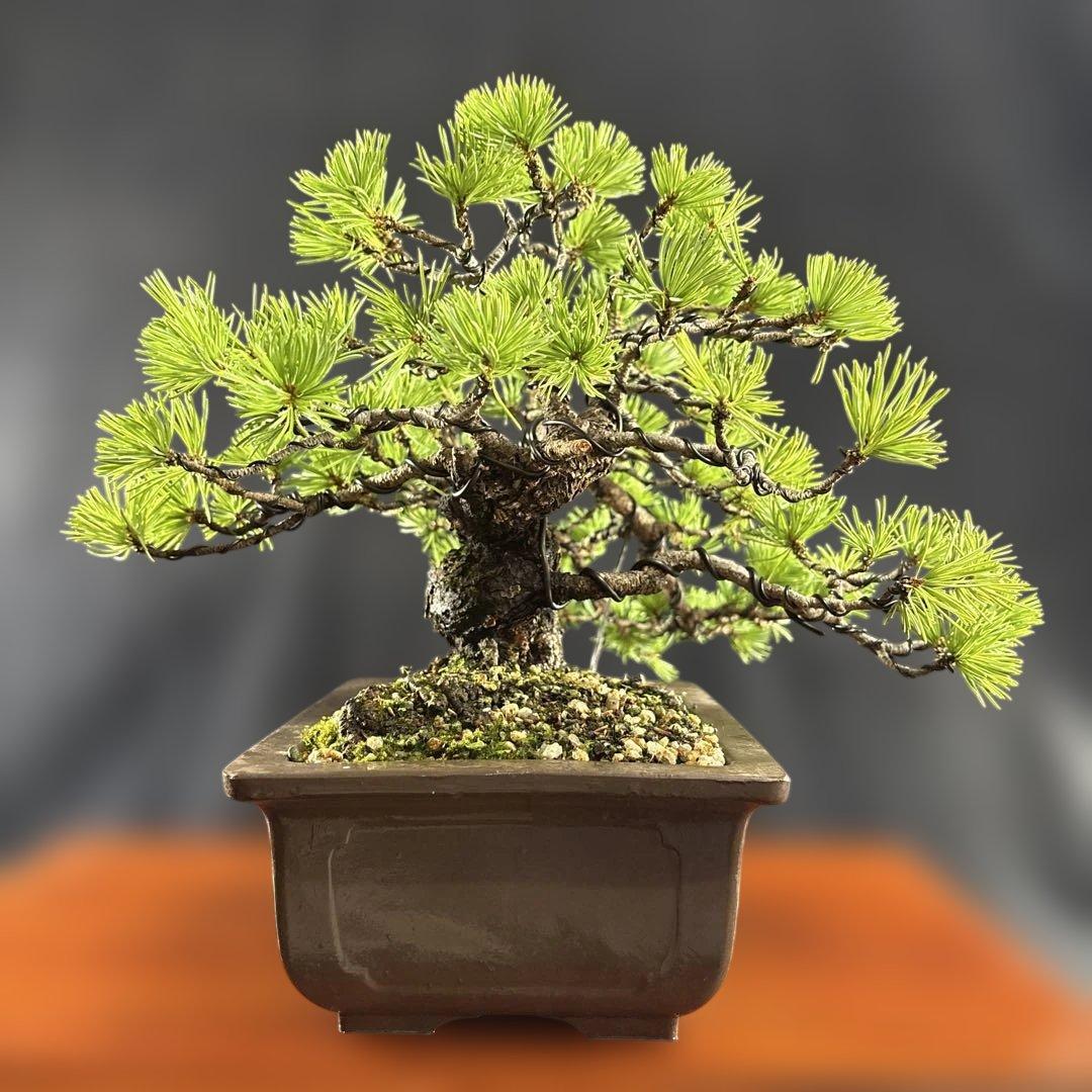 貴風盆栽、赤石五葉松、懸崖作り、幹元太 目立った汚れ傷無し　medabon