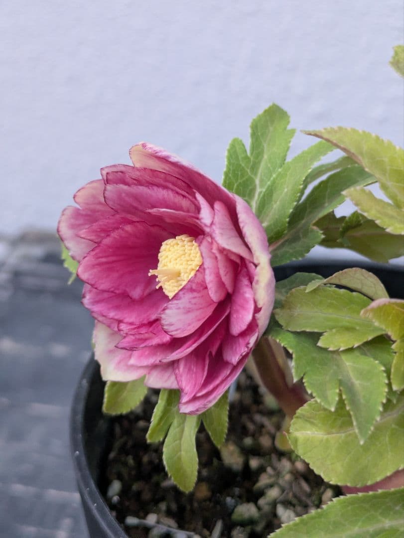 広瀬園芸 クリスマスローズ　ソレイユ DD（ダブル）タグ付き 開花株