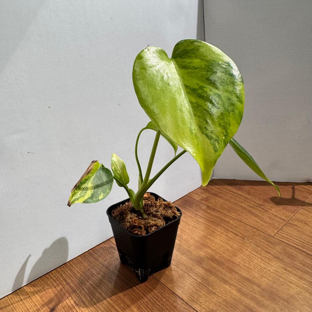 美斑　モンステラ　デリシオーサ　イエローマリリン