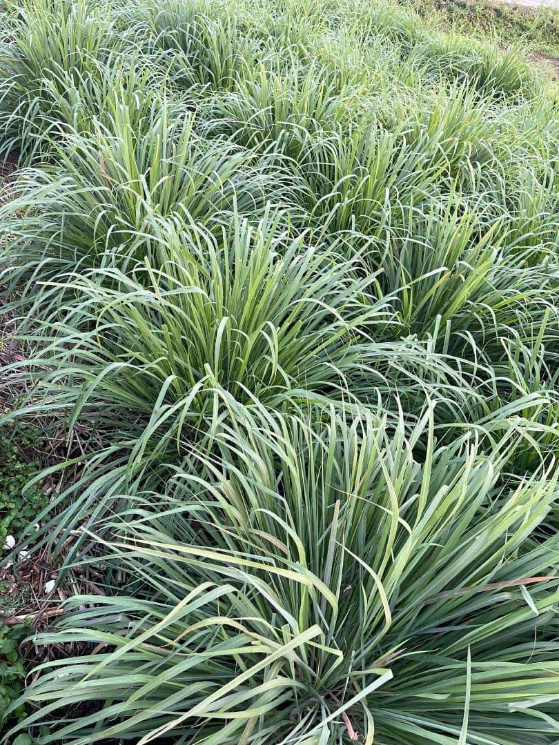 完全無農薬レモングラスの葉 10キログラム