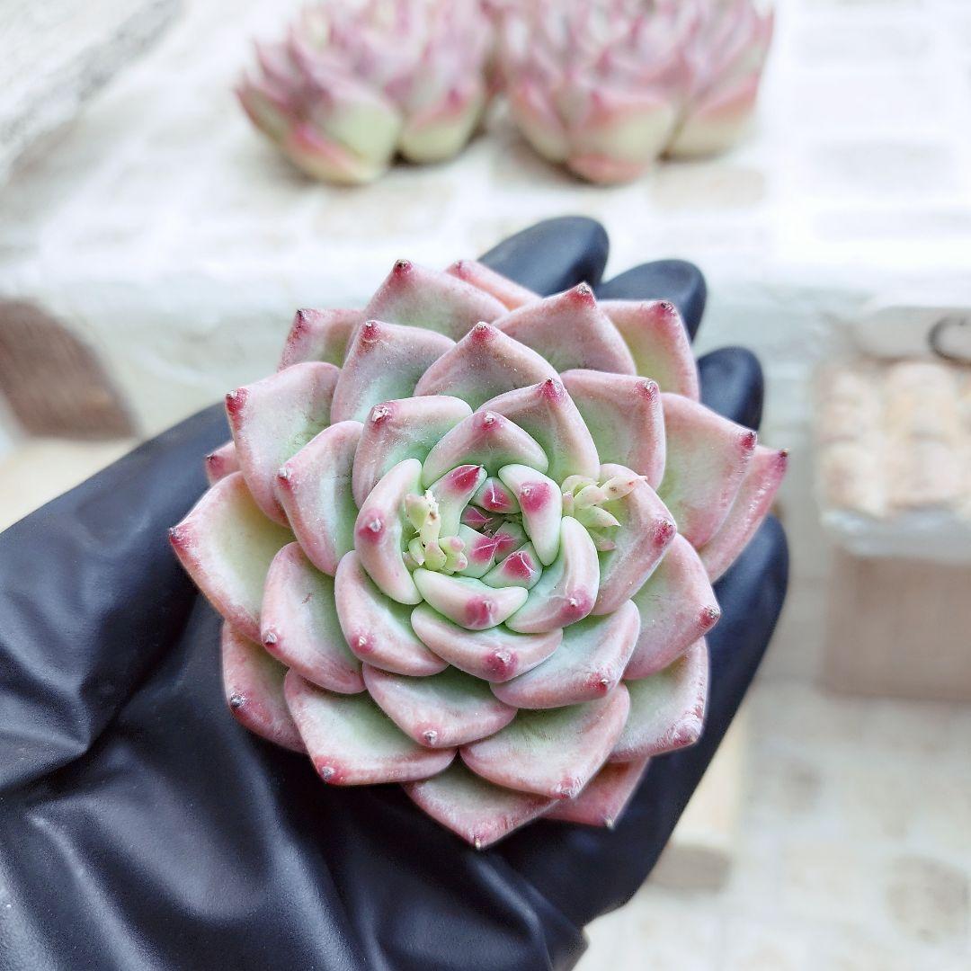 ウェディングリング◎多肉植物 カット苗 輸入苗 エケベリア等