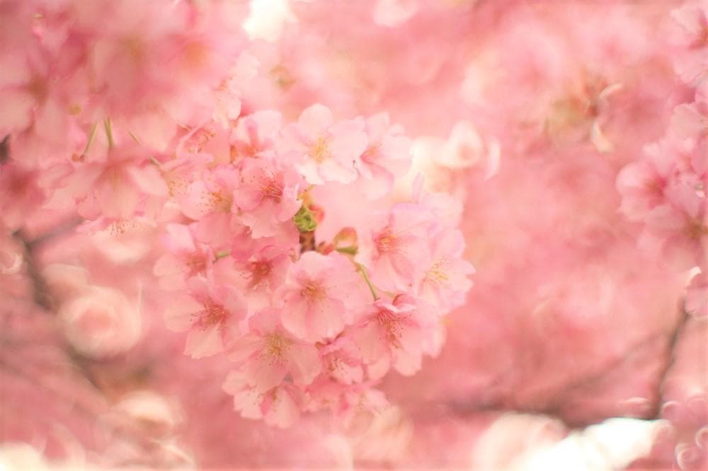 PENTAX SMC Takumar 55mm F1.8 宝石レンズ 改造レンズ