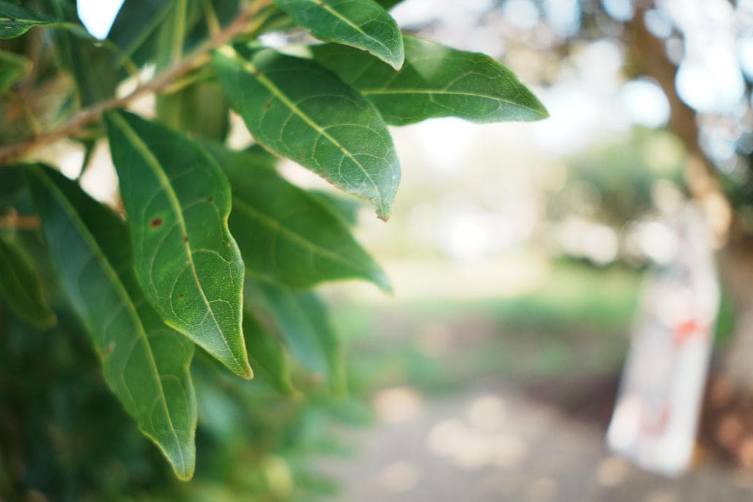 【プロ検証済】SONY SEL20F28 未使用級！持ち歩ける最強スナップレンズ