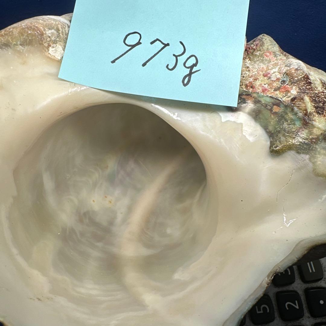 夜光貝　ヤコウ貝　まとめ売り　15個 約16、5kg アクセサリー　ルアー