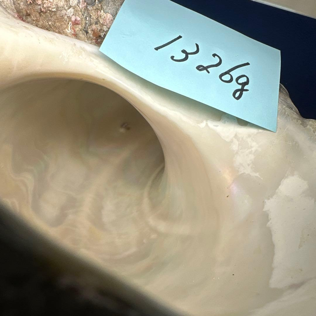 夜光貝　ヤコウ貝　まとめ売り　15個 約16、5kg アクセサリー　ルアー