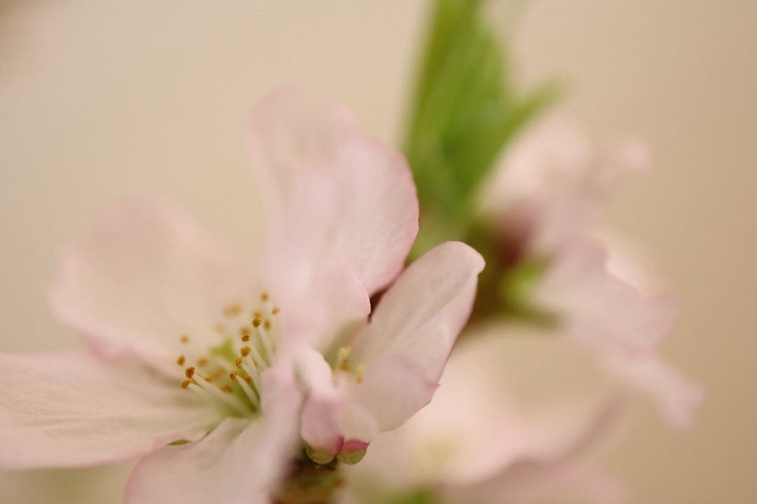 Canon EF-M28mm F3.5 マクロ IS STM