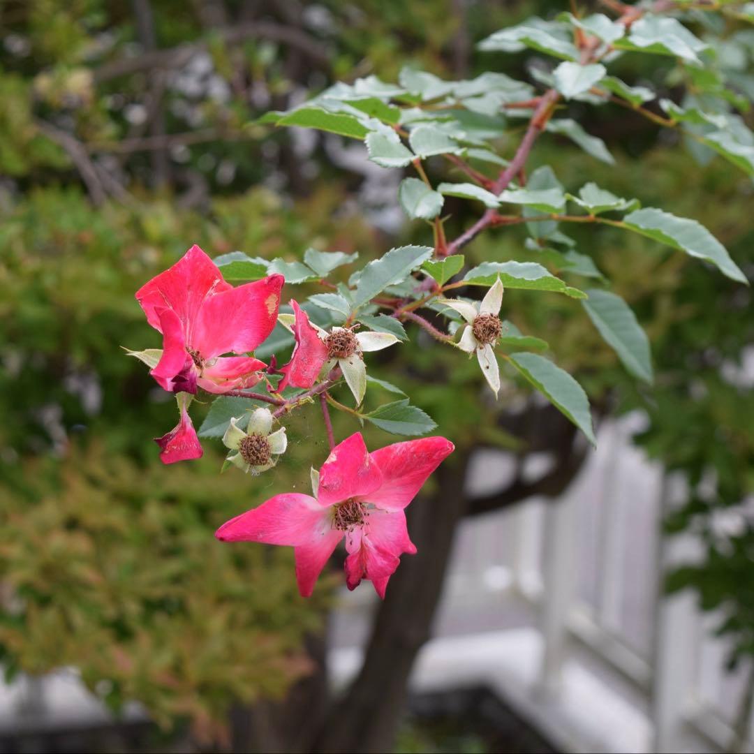 ❤️Nikon D5600 ❤️レンズセット18-55mm Wi-Fi対応✨お買い得