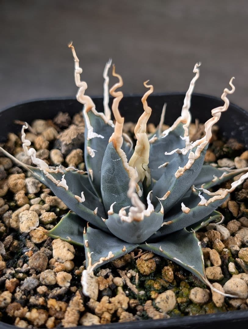 アガベ　ユタエンシス　エボリスピナ　実生　コレクション株　陽炎　d8