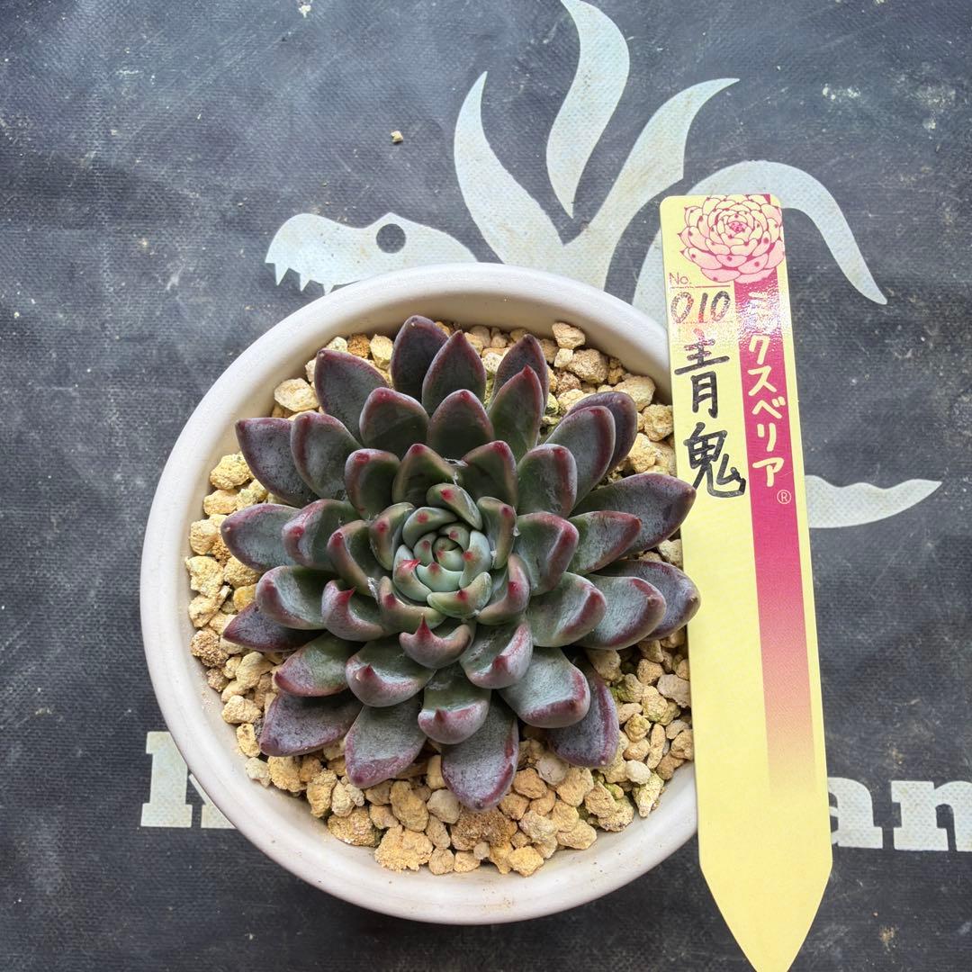 おらいさん苗　ミックスベリア　青鬼　札付き　鉢ごと発送