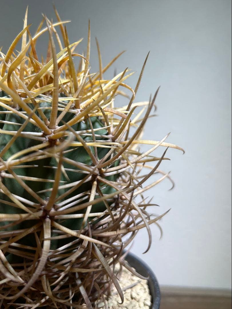 特大　超強棘　サボテン sp. 鉢のまま発送　札落ち特価　木質化　長期管理