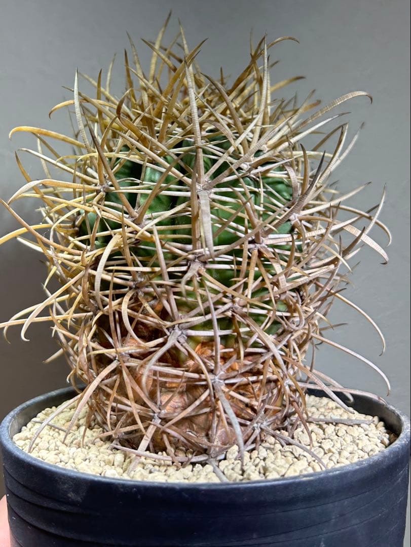 特大　超強棘　サボテン sp. 鉢のまま発送　札落ち特価　木質化　長期管理