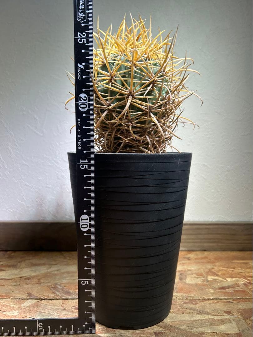 特大　超強棘　サボテン sp. 鉢のまま発送　札落ち特価　木質化　長期管理