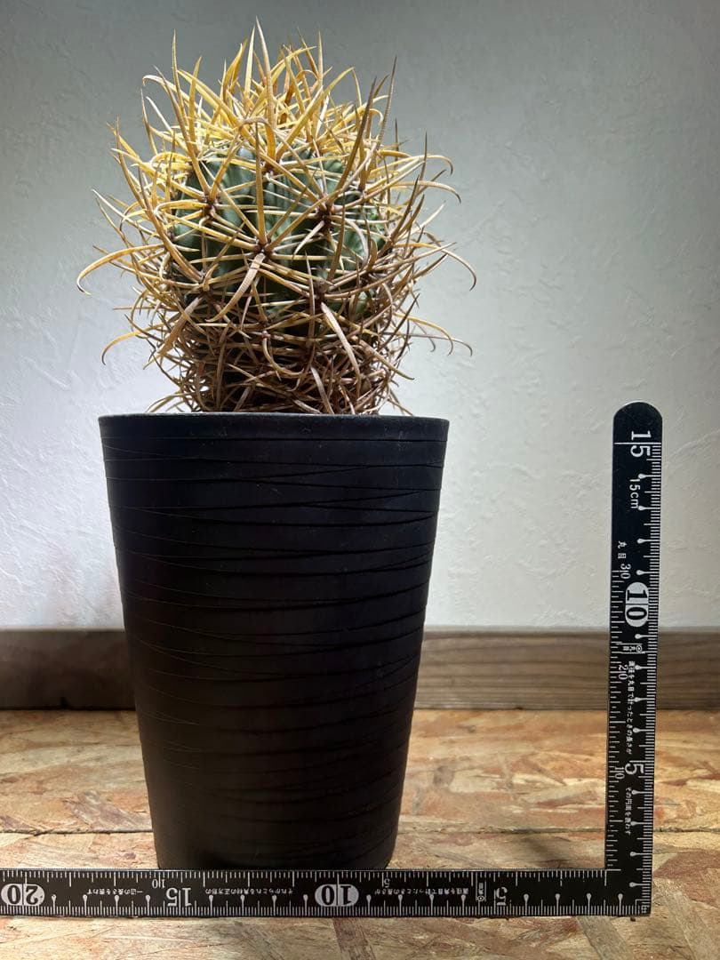 特大　超強棘　サボテン sp. 鉢のまま発送　札落ち特価　木質化　長期管理