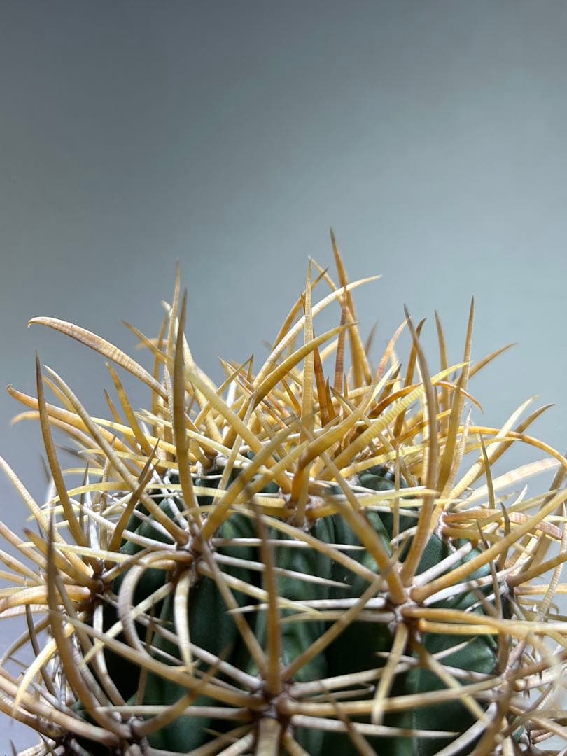 特大　超強棘　サボテン sp. 鉢のまま発送　札落ち特価　木質化　長期管理