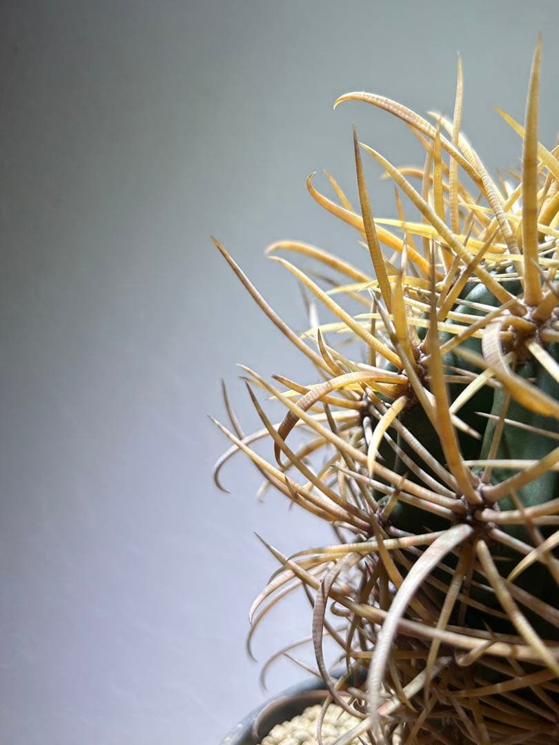 特大　超強棘　サボテン sp. 鉢のまま発送　札落ち特価　木質化　長期管理