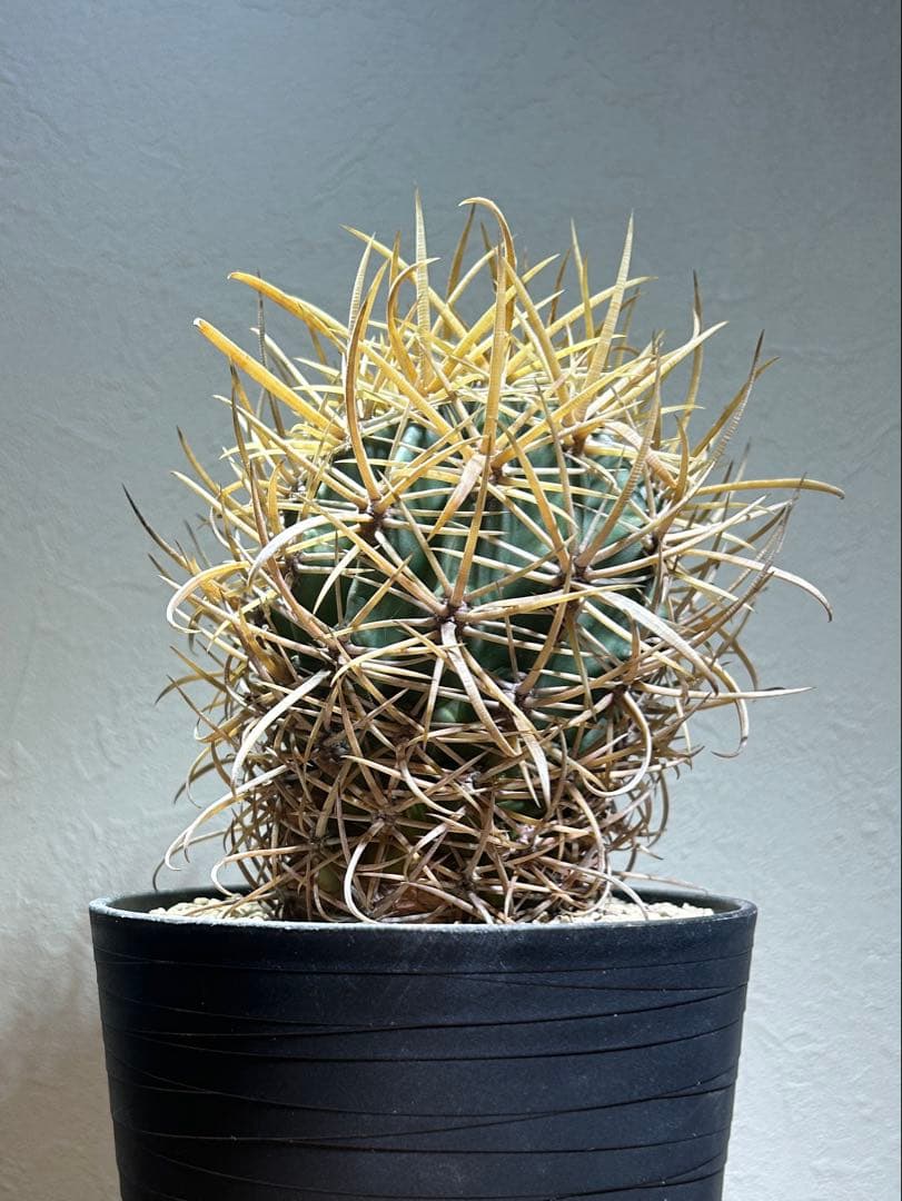特大　超強棘　サボテン sp. 鉢のまま発送　札落ち特価　木質化　長期管理