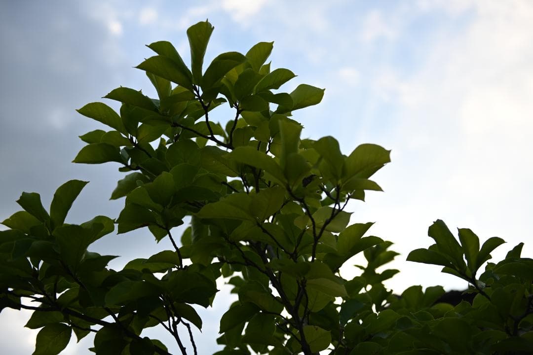 レンズ(ズーム) Nikon AF-S N NIKKOR 24-70mm F2.8G ED