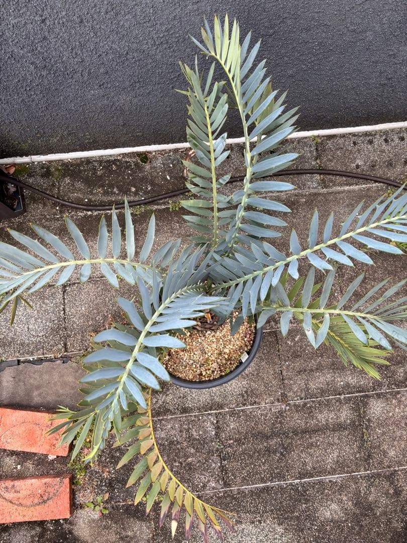 と*か様 エンセファラルトス　トリスピノーサス　直径12センチ　大株