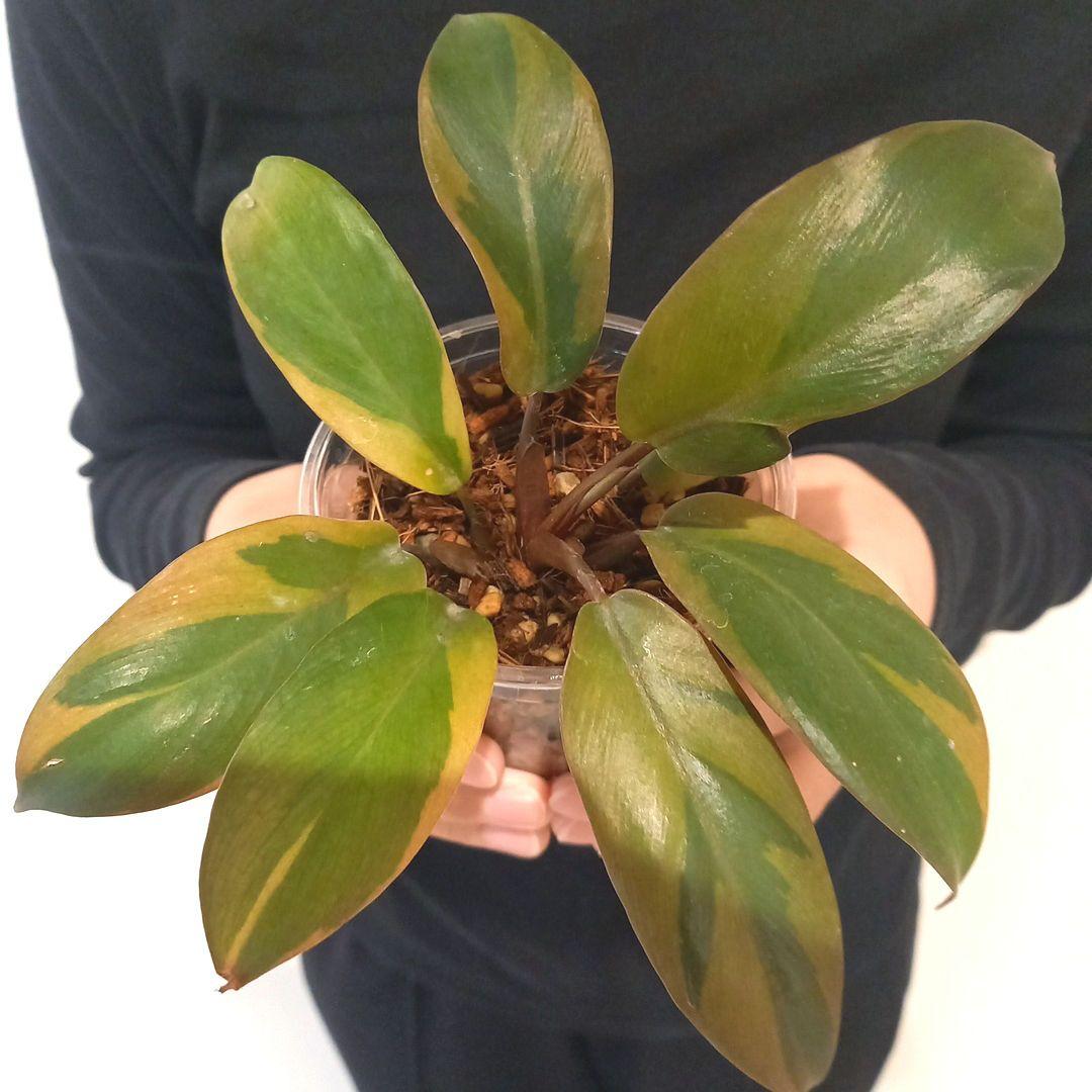 フィロデンドロン　ブラックカーディナル斑入