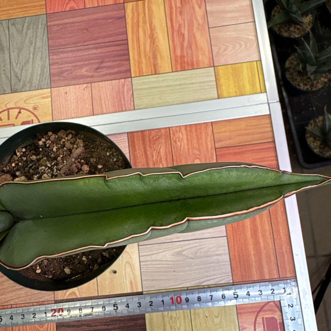 サンスベリア　バナナ　ビックサイズ