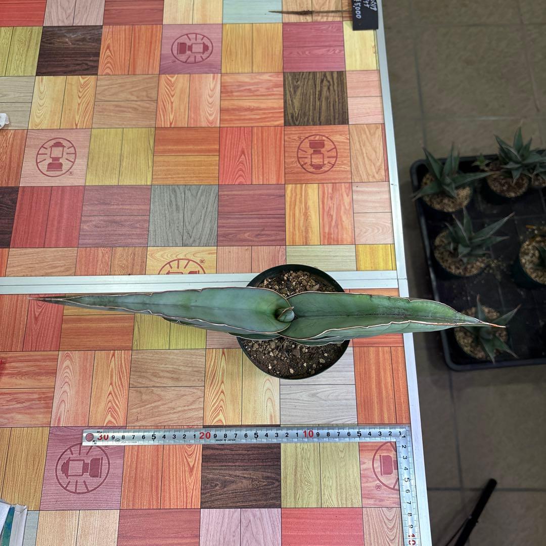 サンスベリア　バナナ　ビックサイズ